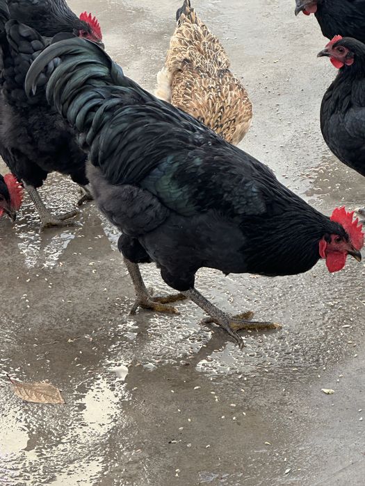 Қора шахзода ҳўрозлари сотилади