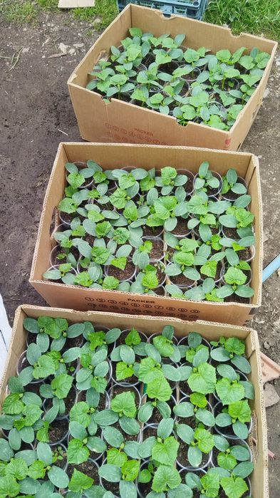 Висококачествен разсад от Родопите домати краставици и др.