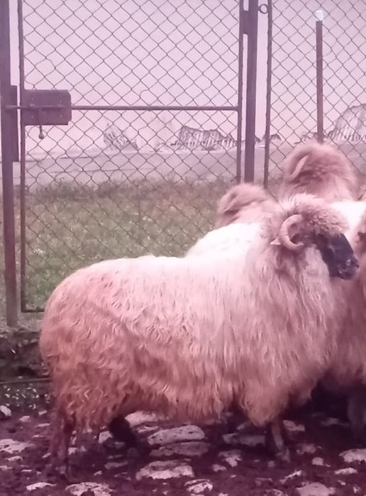 Vând berbece și 2 oi