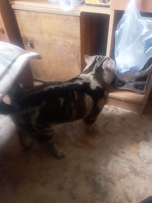 Отдам кота британца