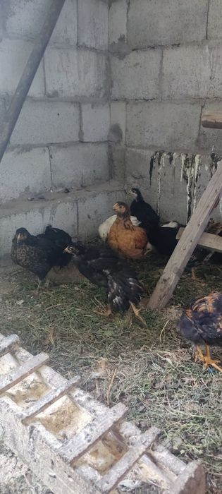 Продам  подросших петушков шустрые,