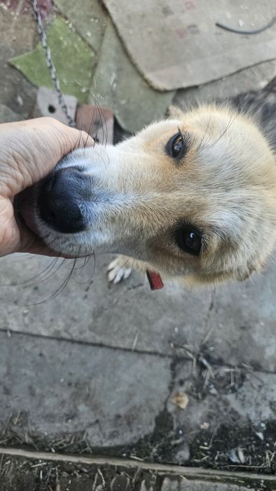 Отдам щенка 8 месяцев