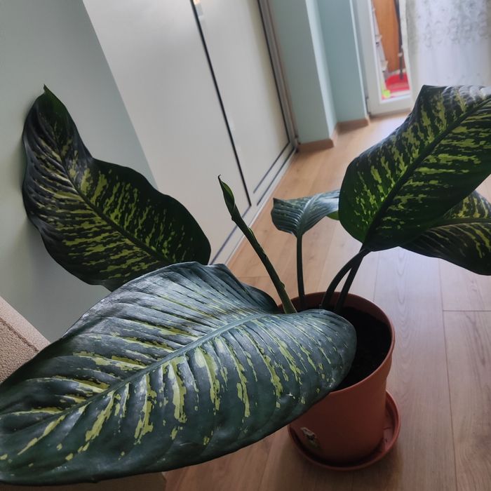 Дифенбахия(Dieffenbachia)