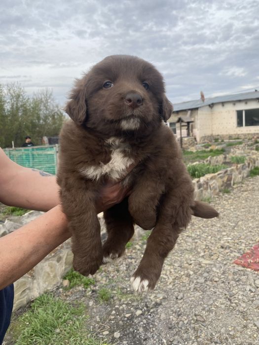 Отдам бесплатно щенков карапузы