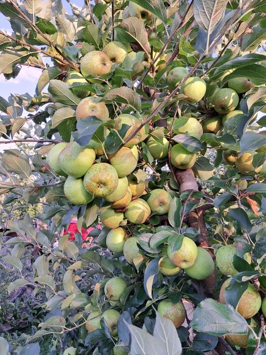 Vând mere diverse soiuri