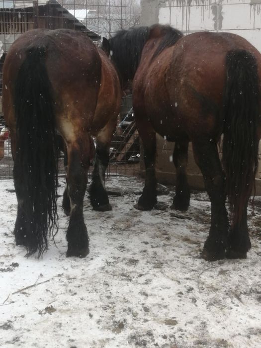 Vând cai tineri sau schimb