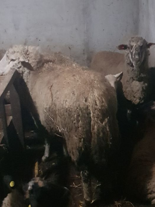 4 oi schimba stăpînul