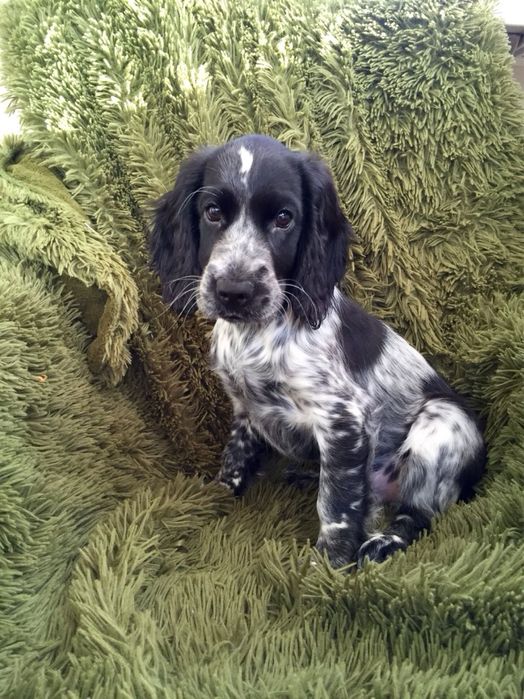 Продам собачку спаниель 3 мес