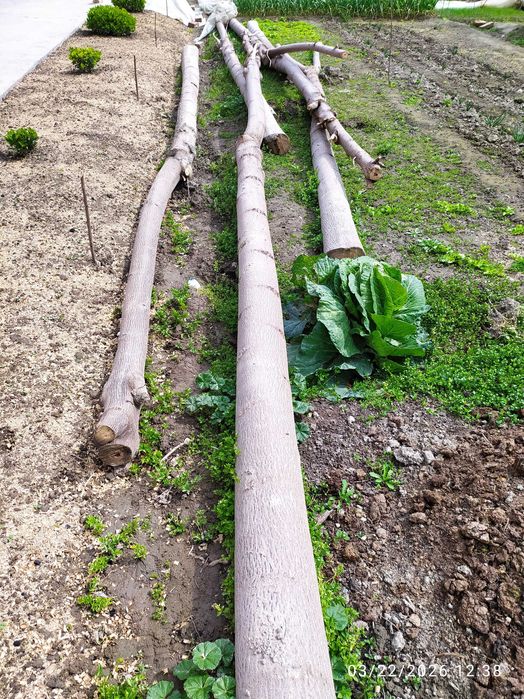 Павлония дарахтлари сотилади