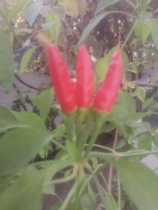 Ardei iute chilli în jardiniera