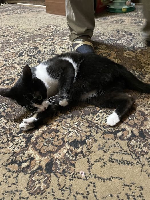 Отдам котика в добрые руки