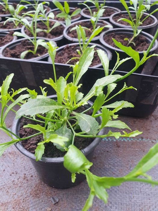 Цветя от производители