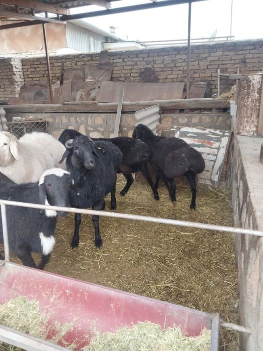 6 ta boqilgan qochqor sotiladi