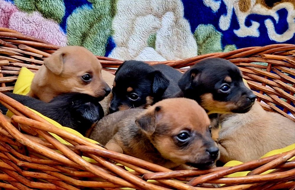 Мини Той-терьеры