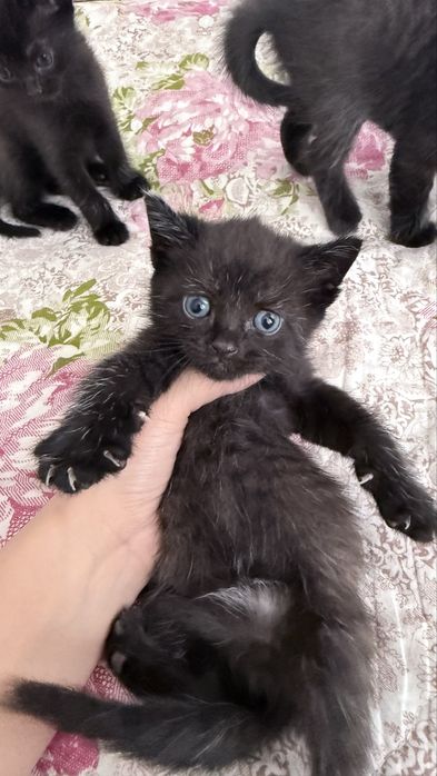 Котята Scottish Straight