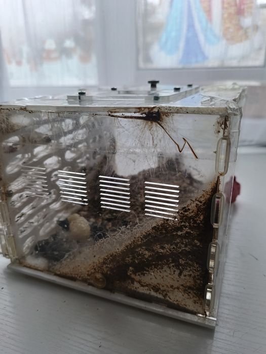 Продам формикарий с муравьями