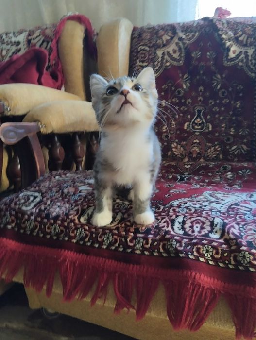 Кошечка тигрового окраса в добрые руки