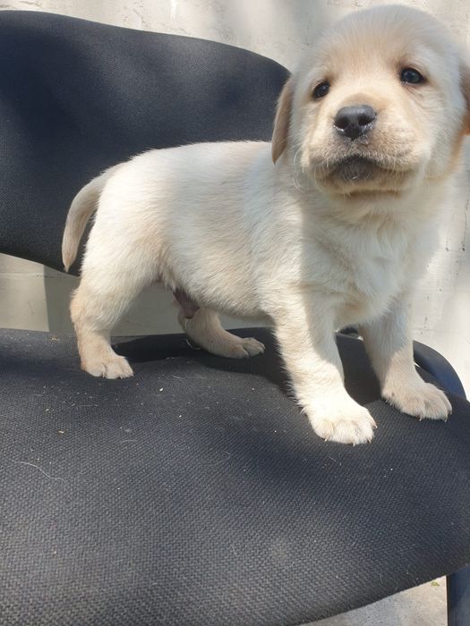 Labrador retriver pedigree