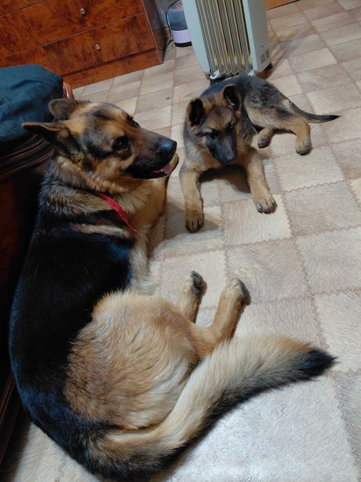 Щенки Немецкой овчарки