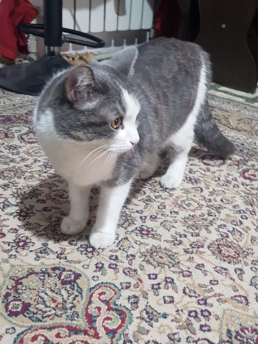 Кошка хорошая очень