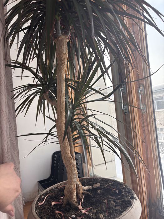 Продам цветок /пальма/ драцена