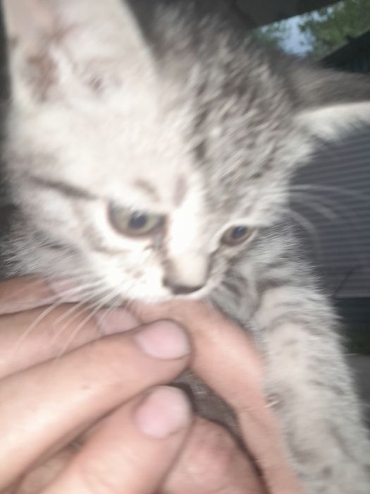 Отдам котят в добрые руки.