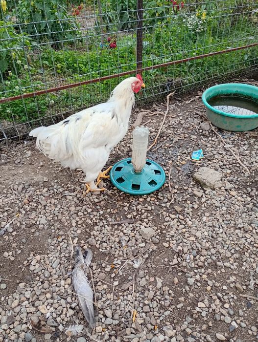 Vând 13 cocoși foarte frumoși