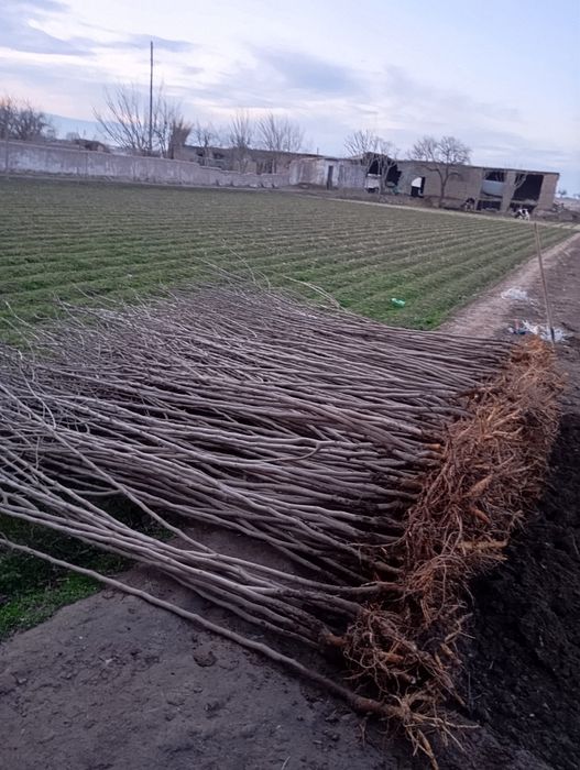 Yapon tut payvand qilingan