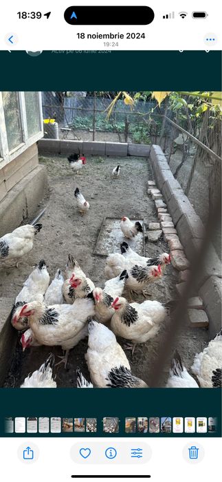 De vanzare gaini sussex