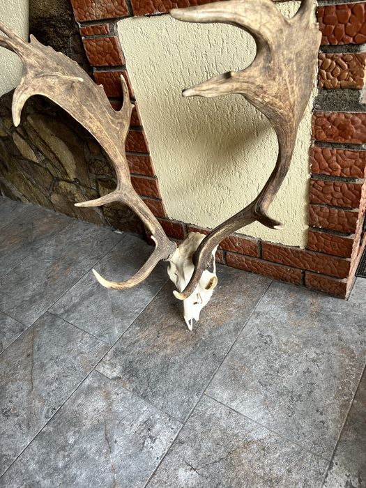 Trofeu coarne Cerb
