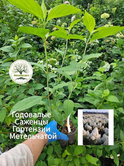 Саженцы - гортензия метельчатая.