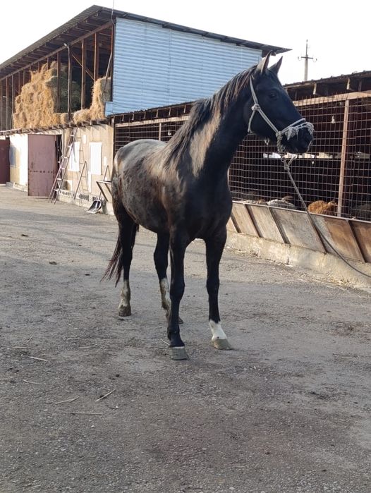 Продам лошадь кобылу