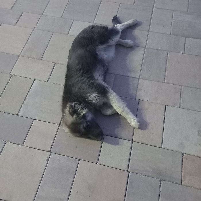 Щенку срочно ищем дом