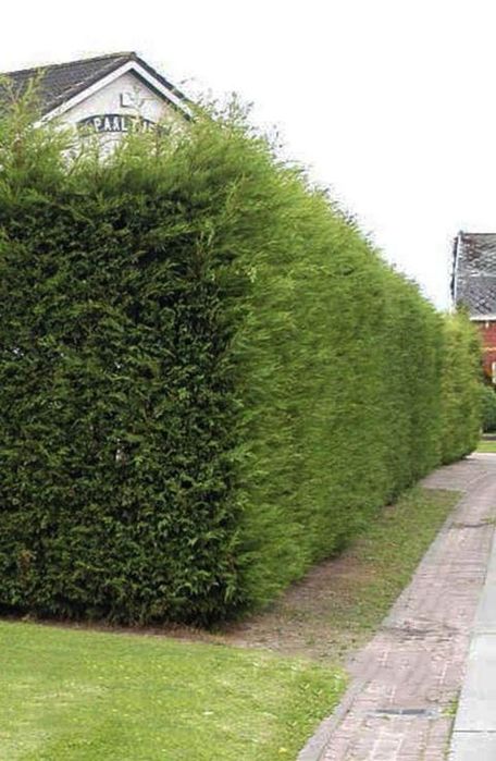 Туя  зелёный забор учун