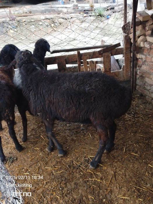 Bugʻoz qoʻylar sotiladi