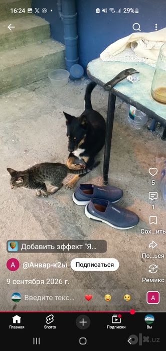 Мушук угил бола жуда акллик ва покиза