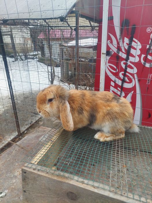 Berbec German  masculi