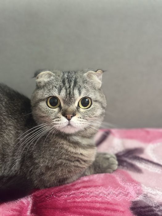 Отдам кошку в добрые руки