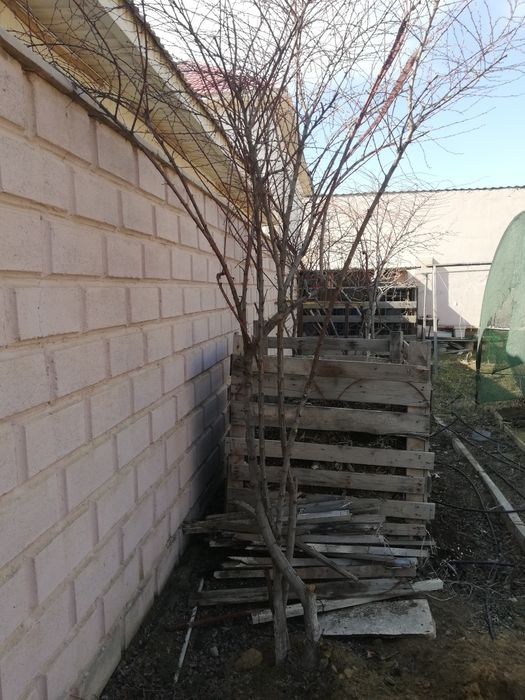 Деревья Барбарис