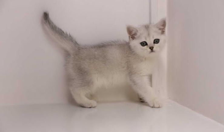 Кошечки и коТики БриТансКие,