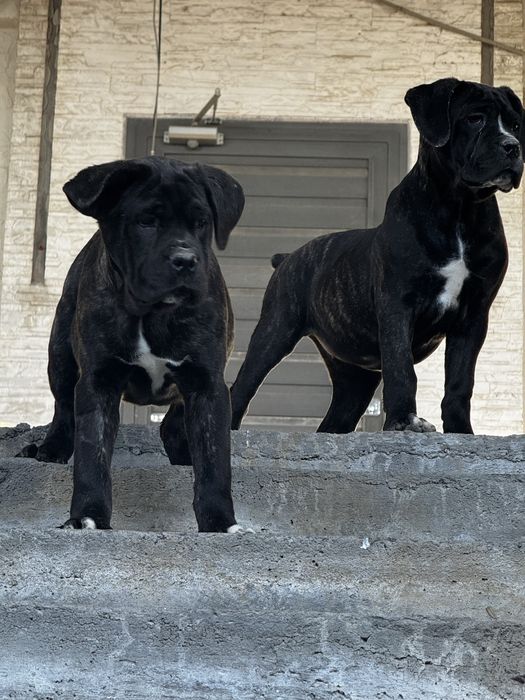 Продается Кане Корсо