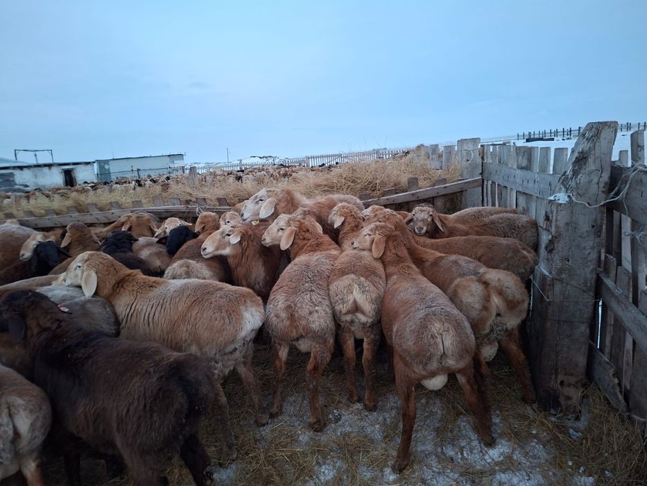 Продам АРАШАН кошкар