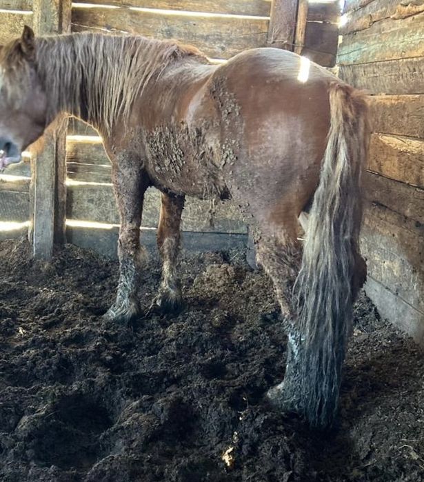 Жеребец советский тяж