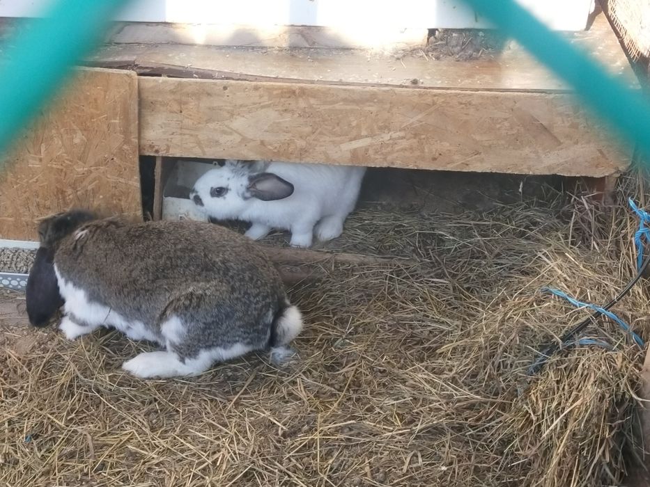 Крольчата  продам