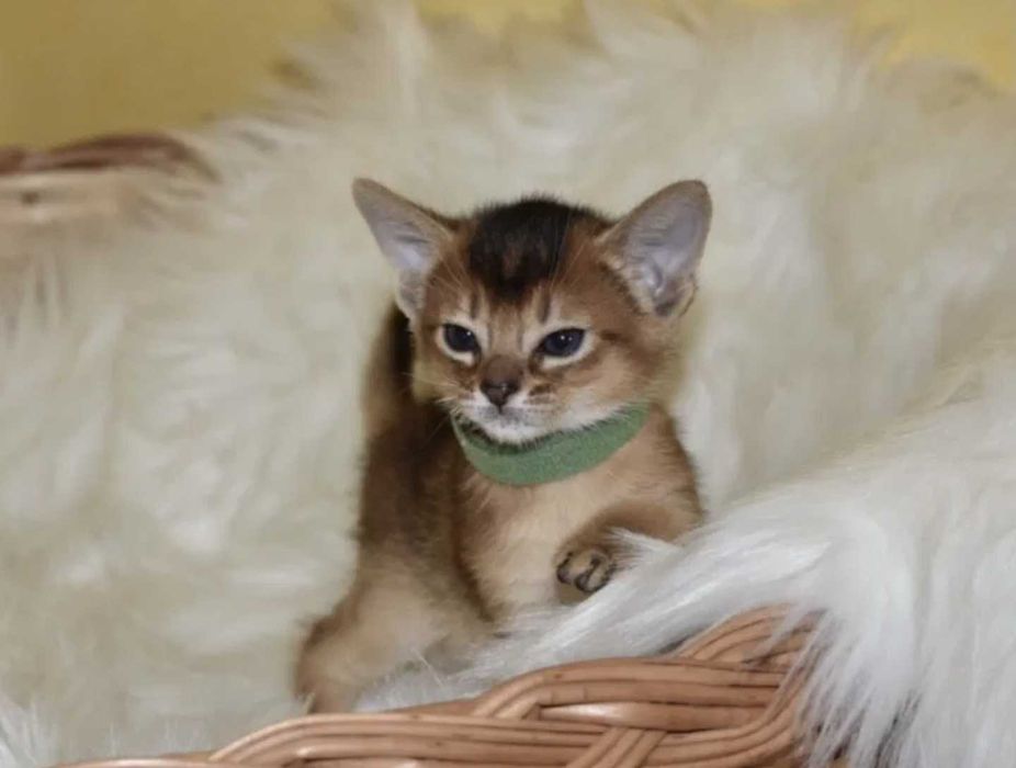 Абиссинчики апельсинчики