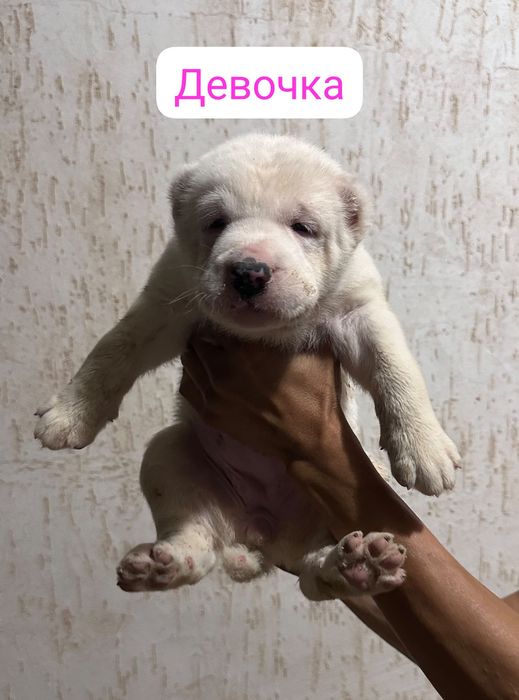 Алабай Төбет азият