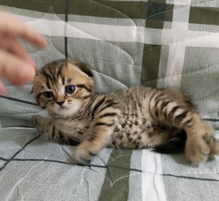 Шотланские мальчик
