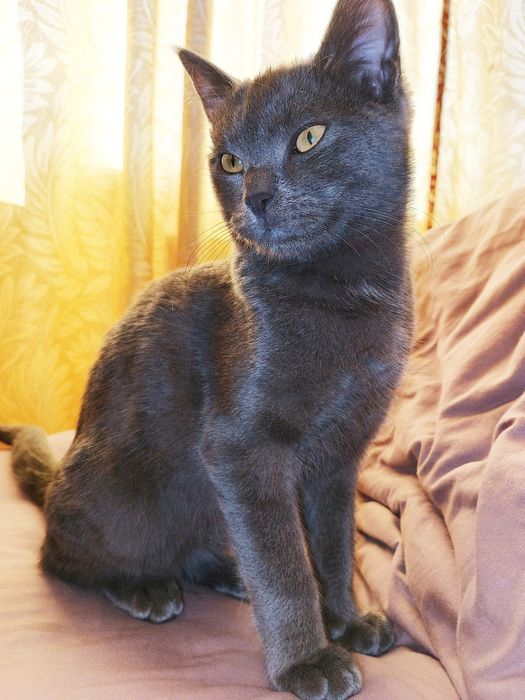 Продается Кот Томми