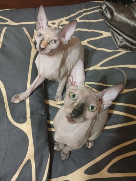 Канадский сфинкс