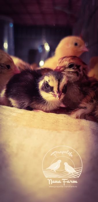 Oua prepelite pentru incubator